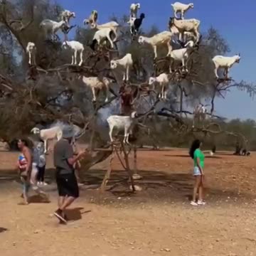 The herd of goats skillfully perched on the tree branches.