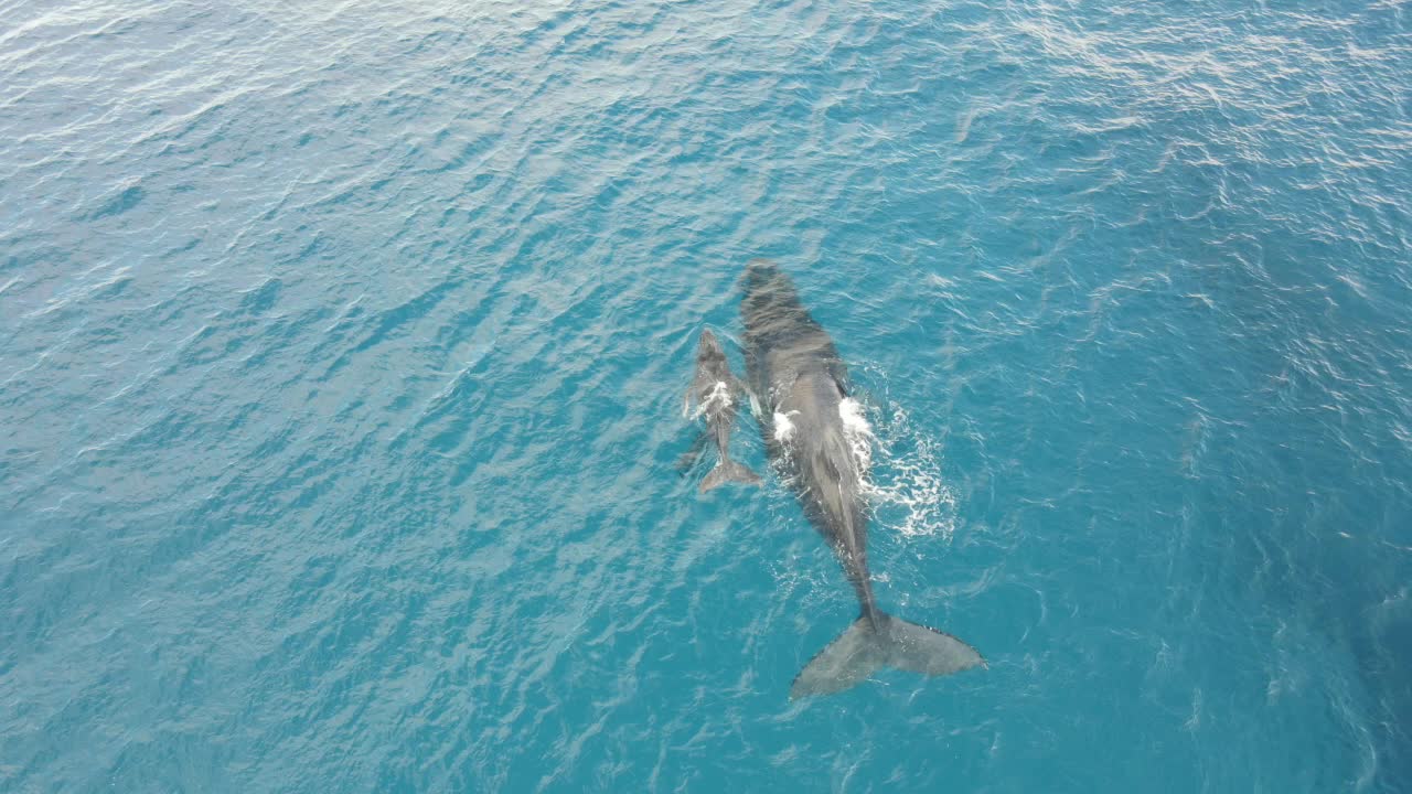 Mother whale w/ newborn calf, Hawaii