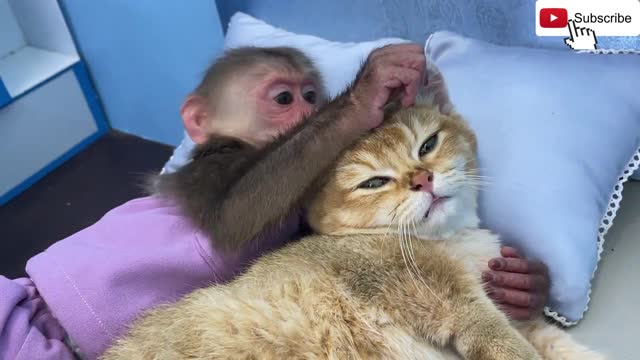 monkey helps kitty stuck in the rain