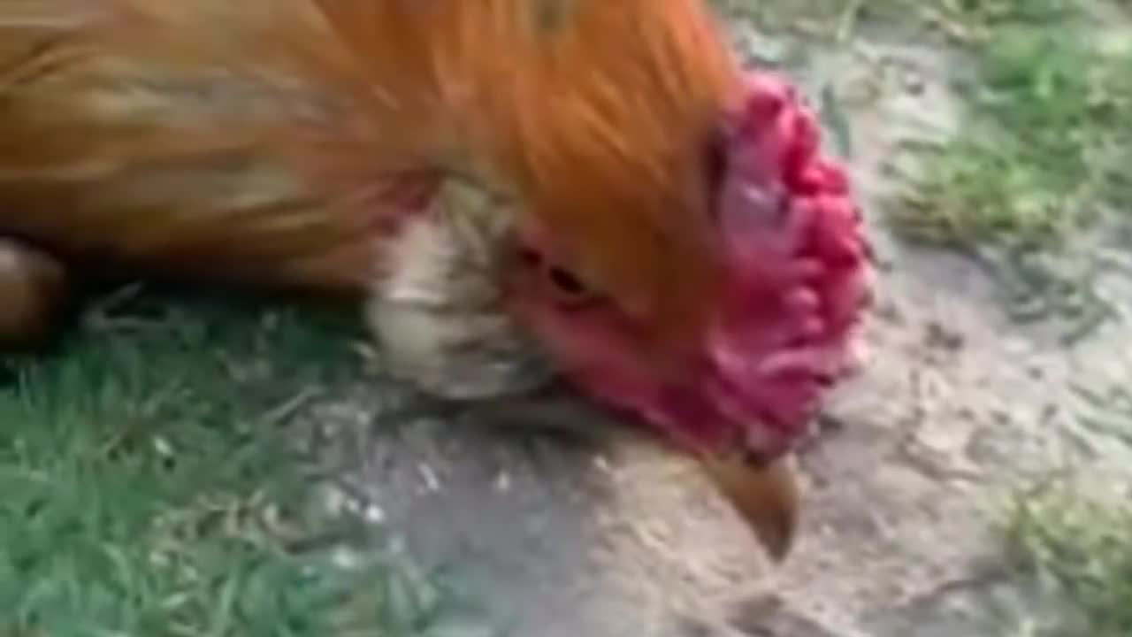 How to hypnotize a chicken in 5 seconds?