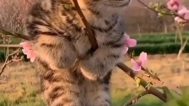 kitten on the tree