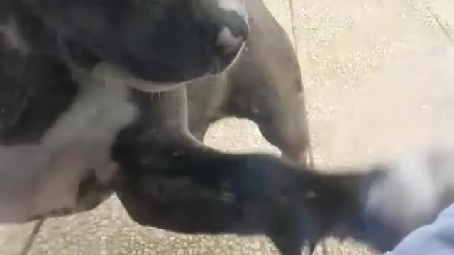Pitbull puppy tries to grab tissue through window