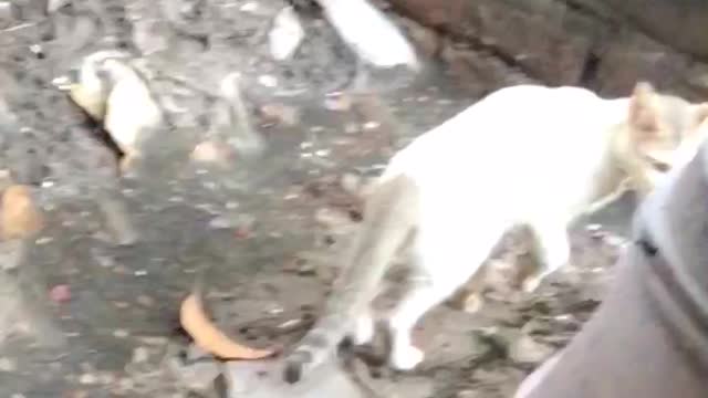 Cat video