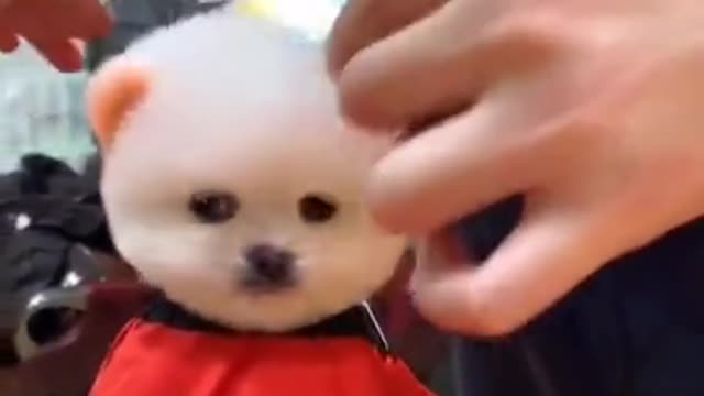 Cute puppy cuting hair