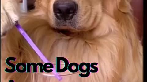 Some dogs are geniuses | Funny dog Videos | Funny Dog Life #shorts #dogshorts