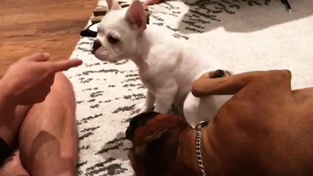 Brown dog gets jealous when his sister gets attention