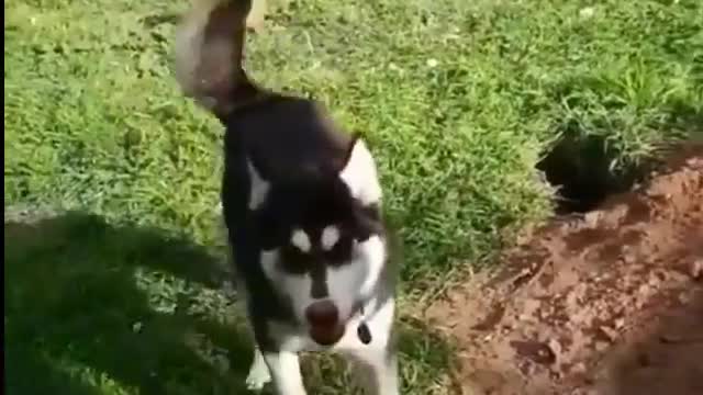 Husky dog digs a giant hole in backward