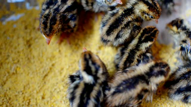 Young quail bird how beautiful them