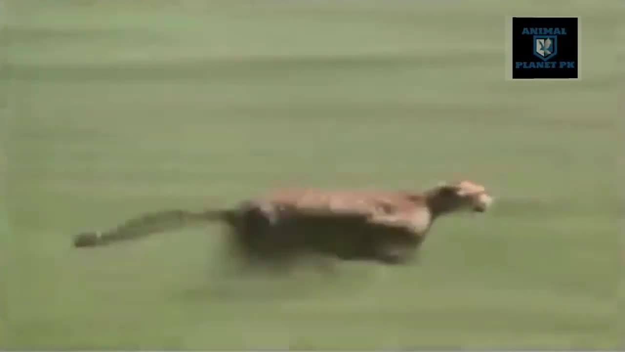 Leopard Running and Catch deer for eating