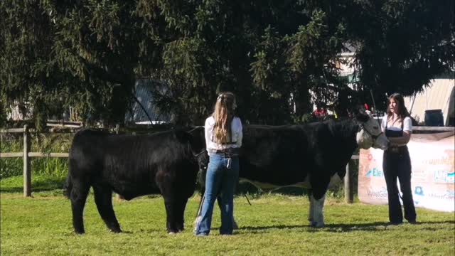 Agricultural festival 4