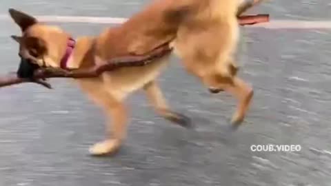 Dog walking on a stick