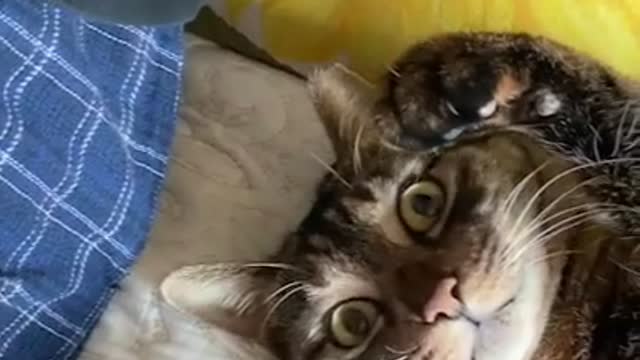 Startled cat