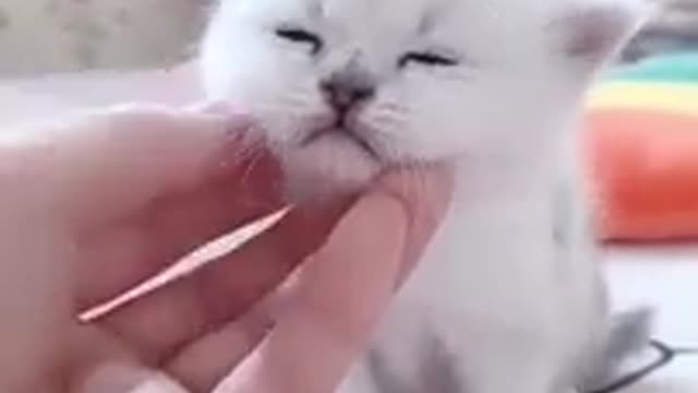 BABY FUNY CAT