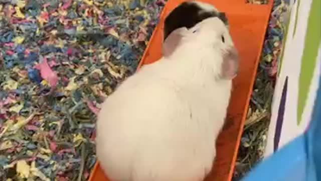 #adorableanimals #animalshorts #guineapig #cute