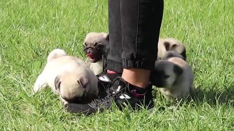 Most Adorable Puppies In The World Playing With Human#pug