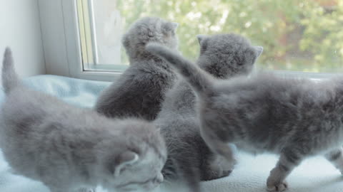 Funny Kitten Playing