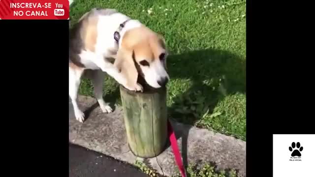 I love animals ... compilation