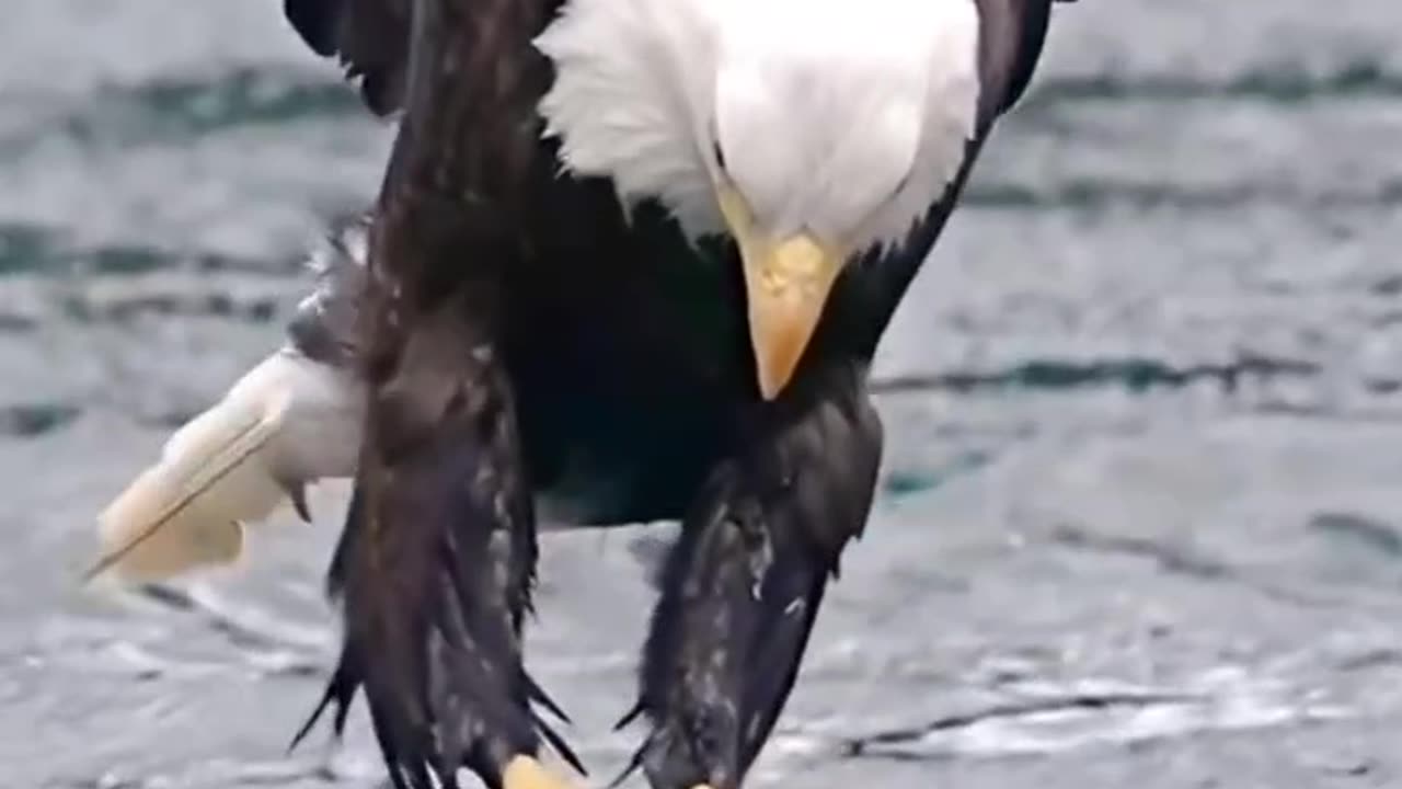 Eagle Catching Fish