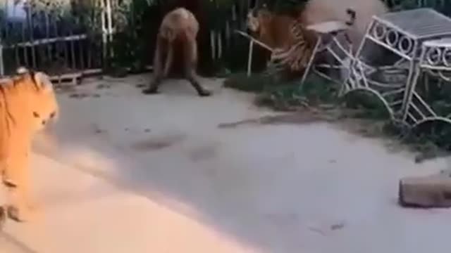 Lion vs Tiger