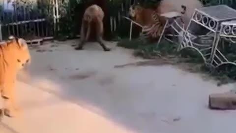 Lion vs Tiger