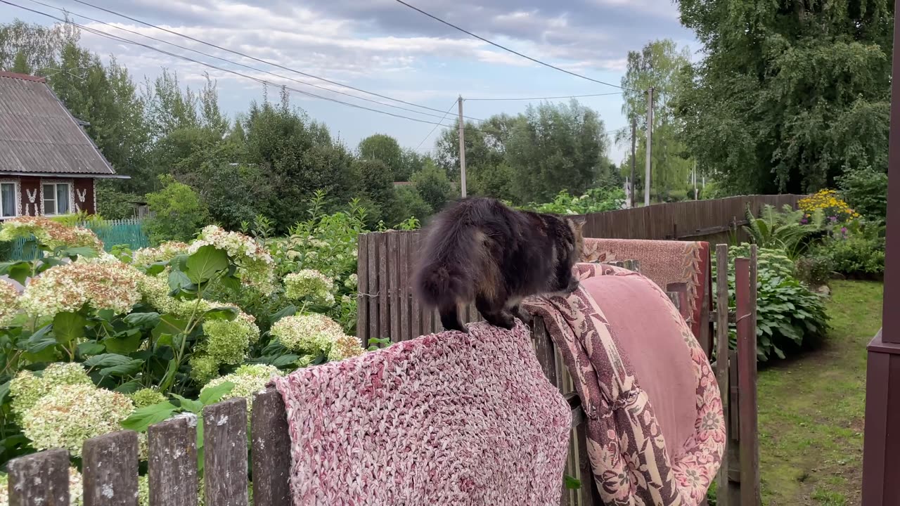 The Daring Village Cat on the Fence Adventures