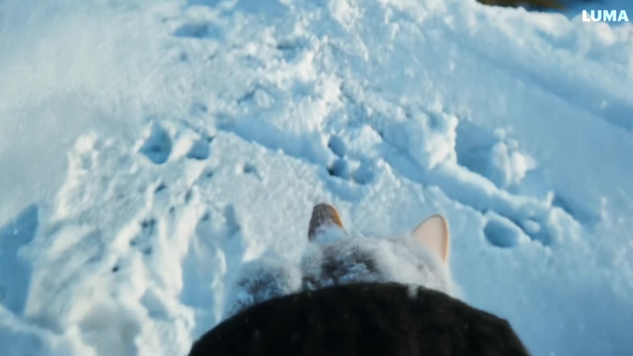 majestic cute girl prowling through a snowy landscape