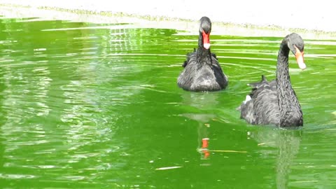 Loving birds 😍💕// nature beauty😍