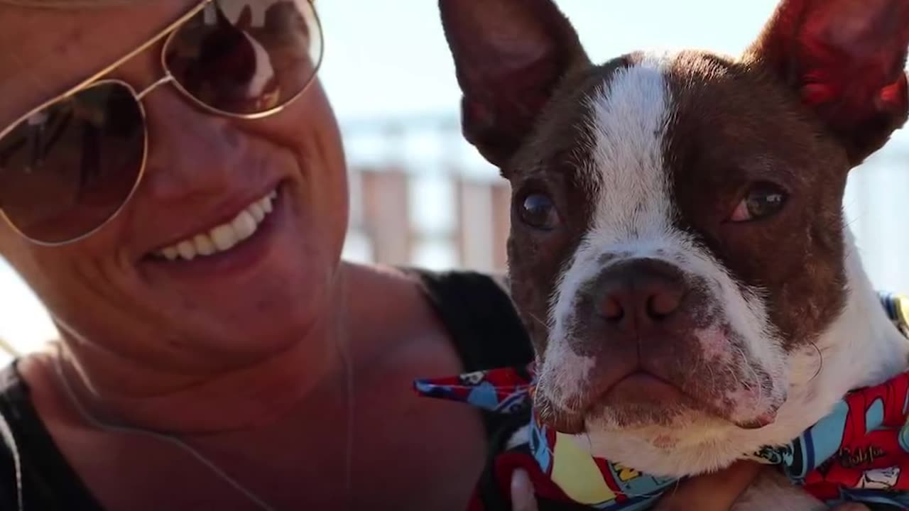 Sick Puppy Makes Incredible Comeback - LIBRE | The Dodo