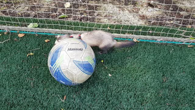 Cute Ferret Running on the Soccer Field