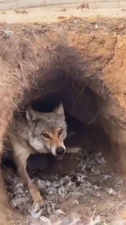 This wolf has already had breakfast 😜