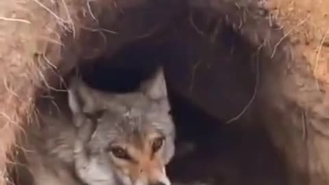This wolf has already had breakfast 😜