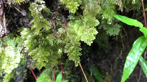 rainforest dew