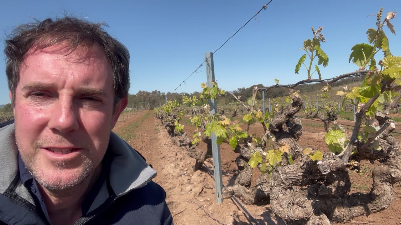 Greenock Creek - Roennfeldt Road Shiraz