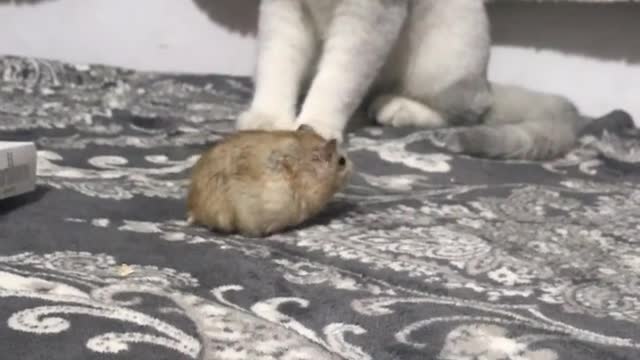 kitten looking at hamster