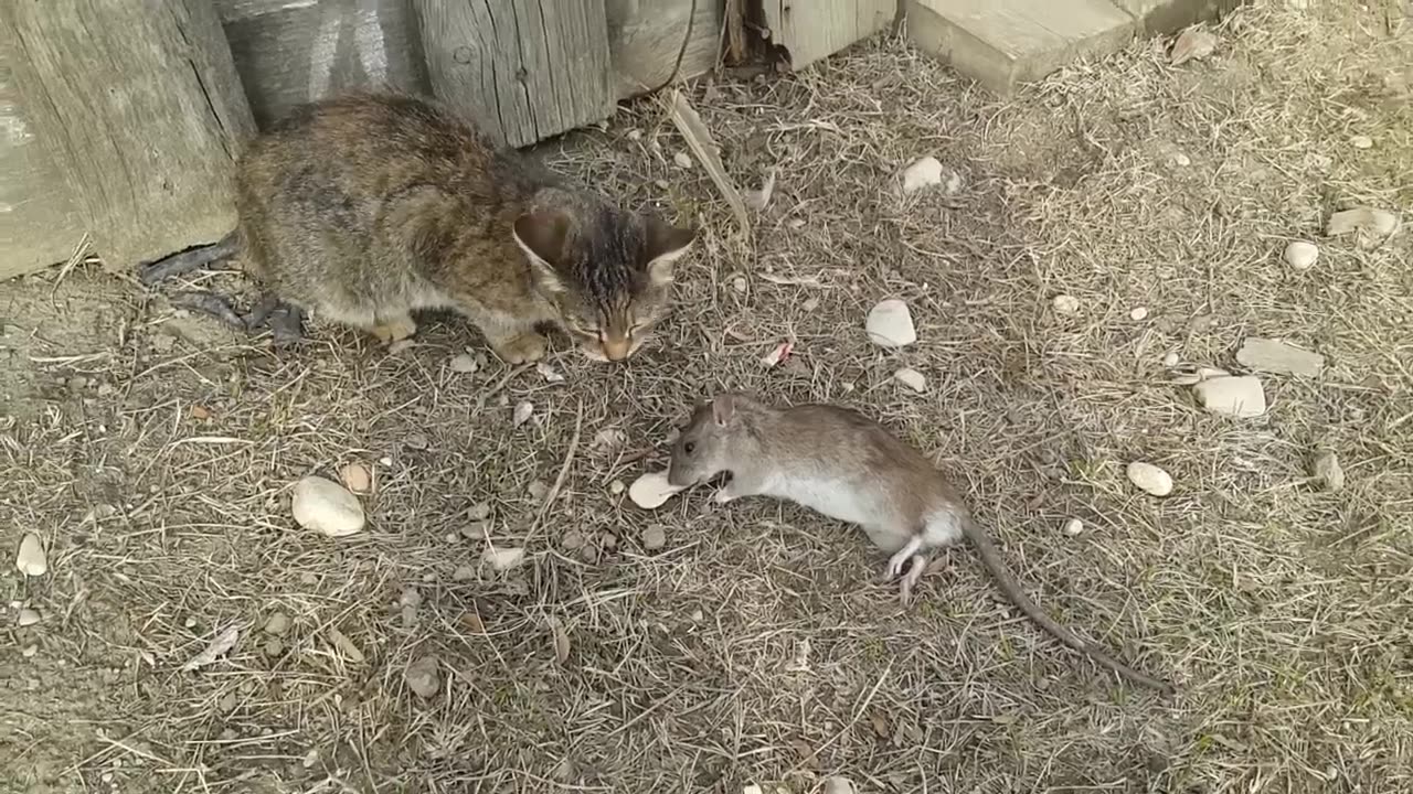 Cat and rat fight