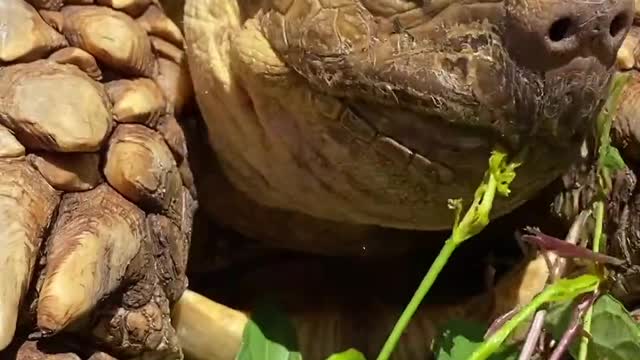 The tortoise is eating