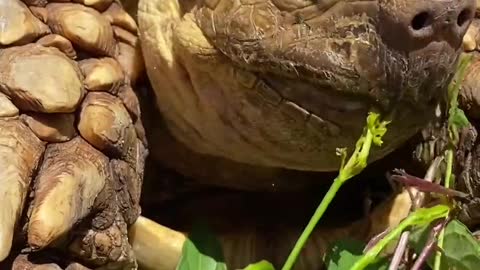 The tortoise is eating