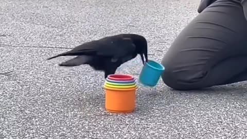 Crows are amazing problem solvers and scientists claim their intelligence is like a 7 year old.