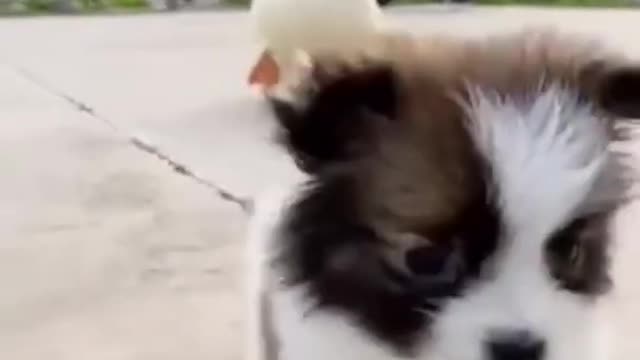 Funny animals and funny animals