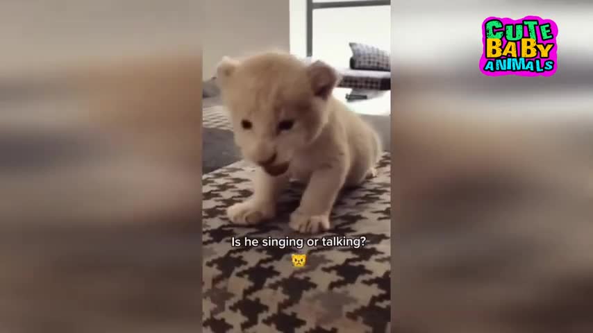 Cutest lions Cubs roars.