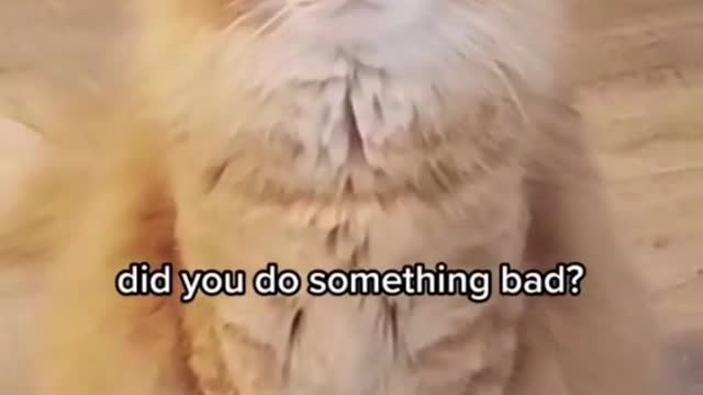 Who, Me? Cute Funny Cat 😂