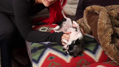 Hamster Vs Chihuahua Who's Smarter???