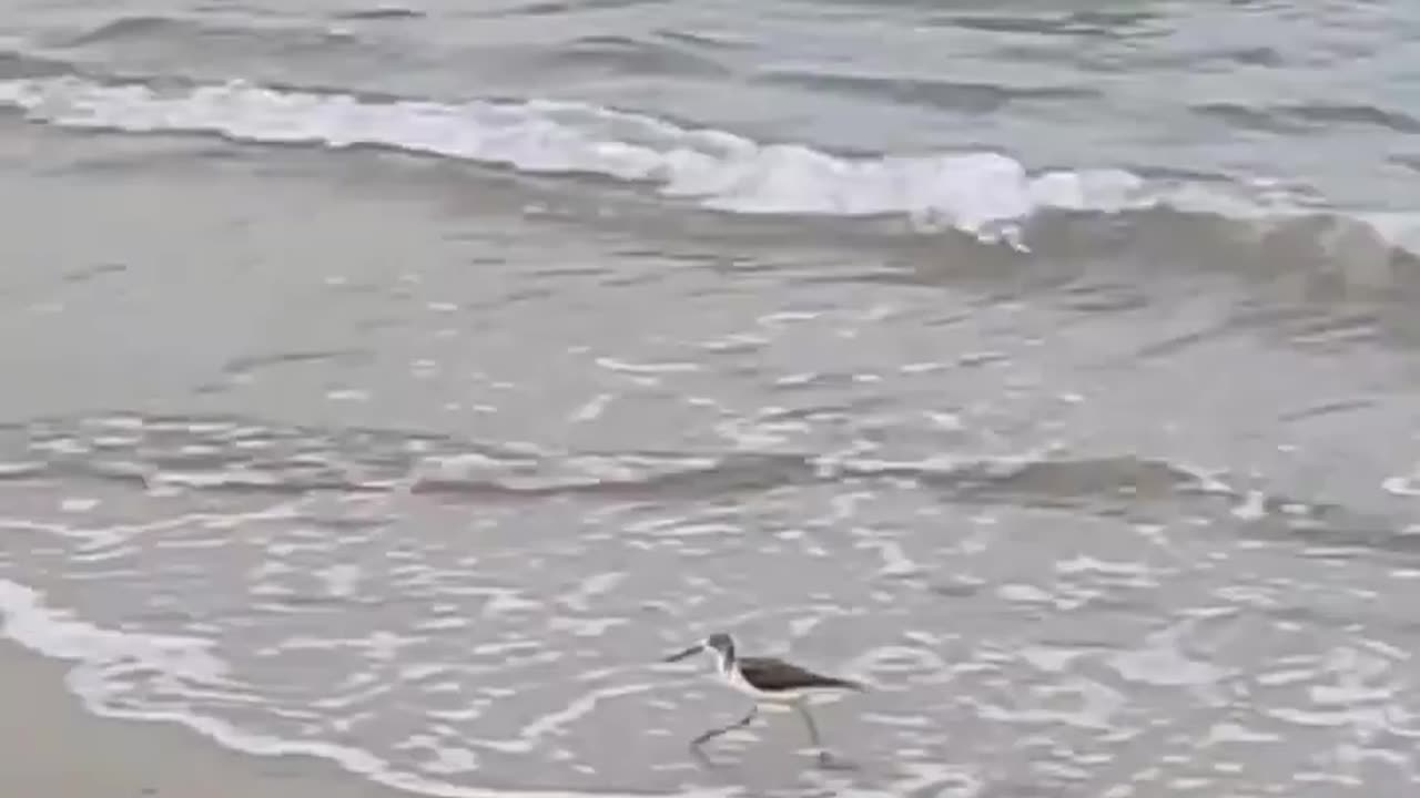 Wildlife in closer view with a natural perspective.