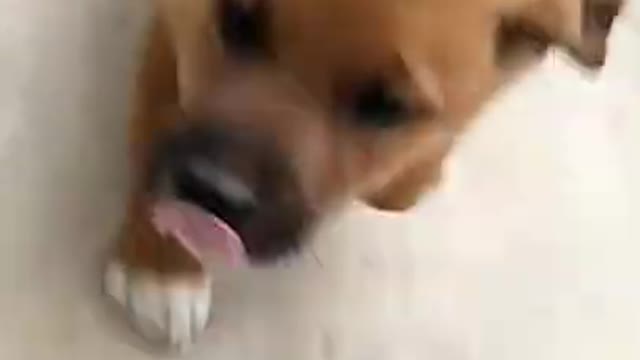 Puppy Videos - Lovely animals dog videos 2021