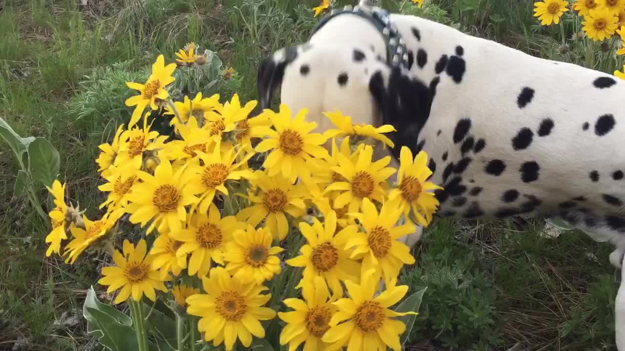 Dalmatian stops to smell the flowers