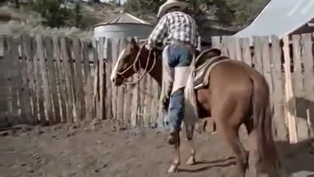 Horse Documentary