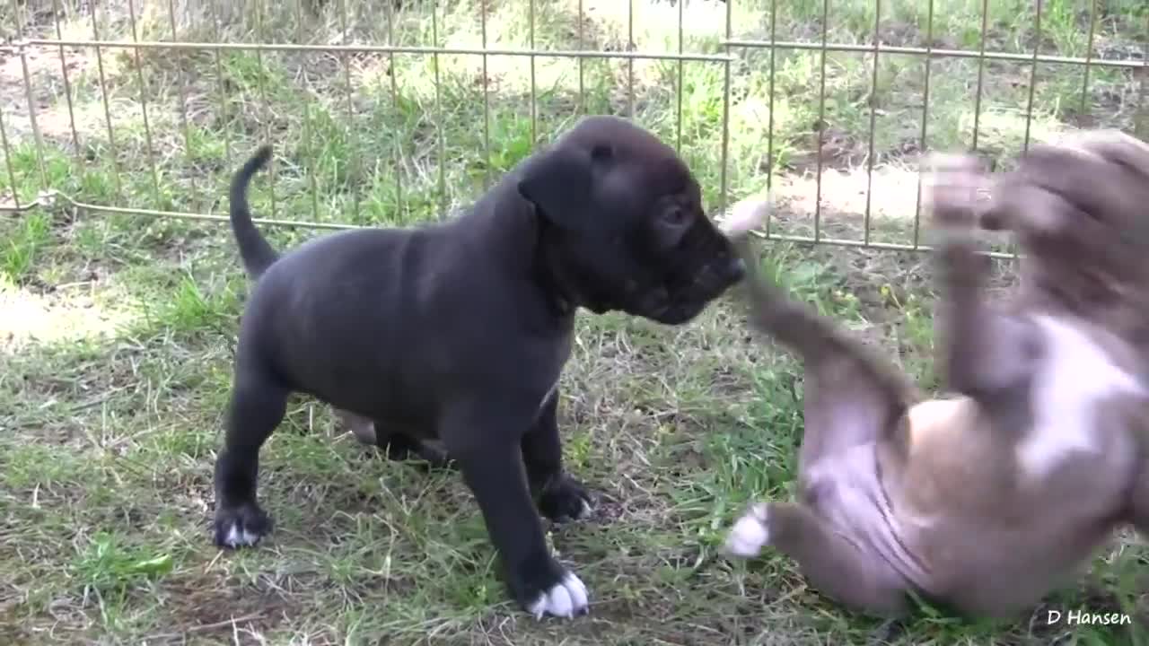 Mom Pit Bull Grows at Her Puppies