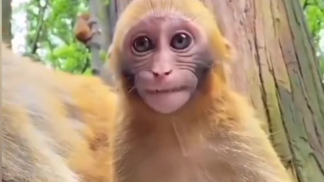Monkey🐵Real Moment clipe#3 #short