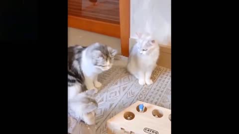 Cute and Funny Cats | Cat playing with Toy | For Kids.