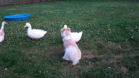 Duck Surprises Dog with Butt Peck